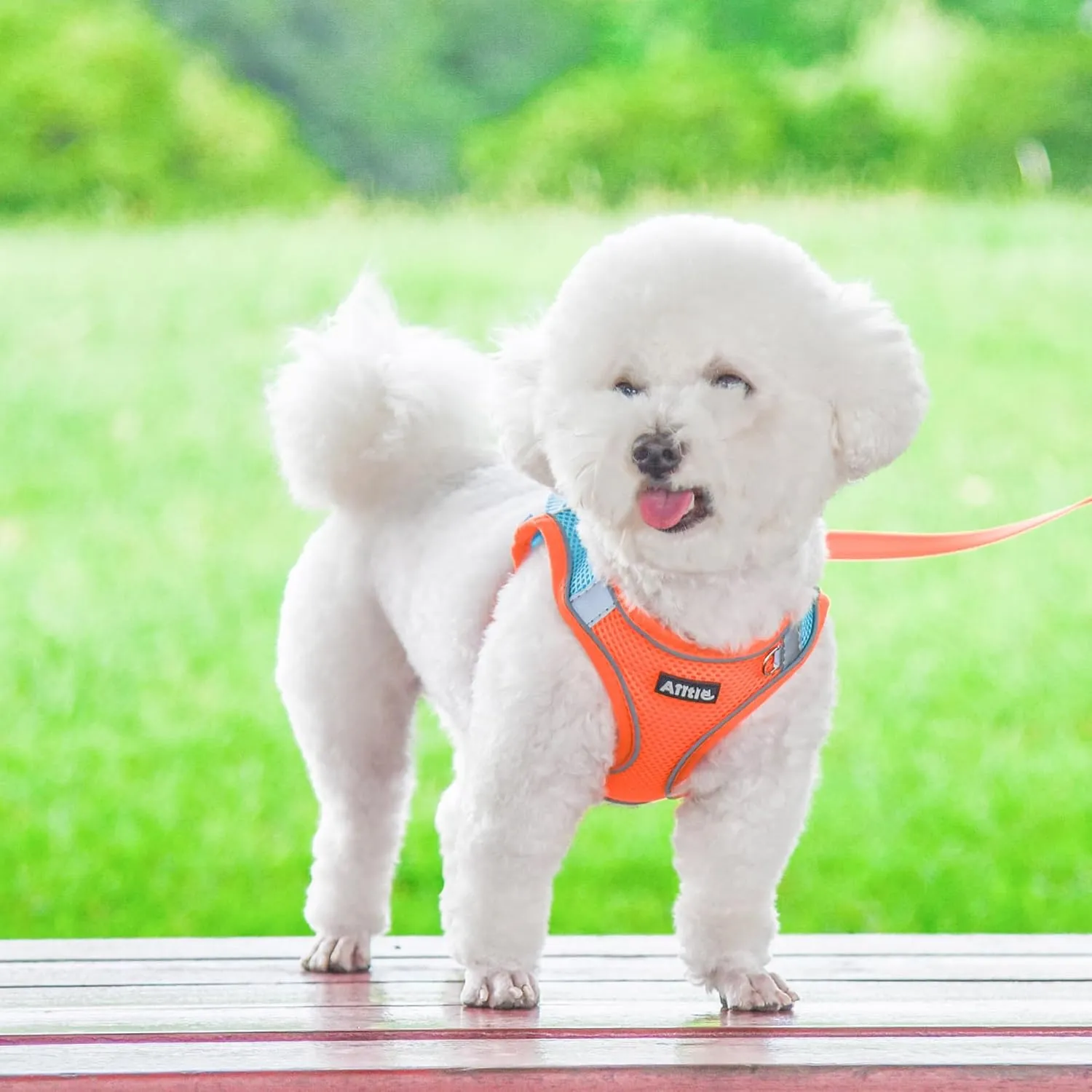AIITLE Dog Harness, Spring No-Pull Cat Harness with a Leash, Adjustable Reflective Dog Vest, Cat Harness Escape Proof, Outdoor Walking, Camping for Extra Small Dogs and House Cats Orange XXXS
