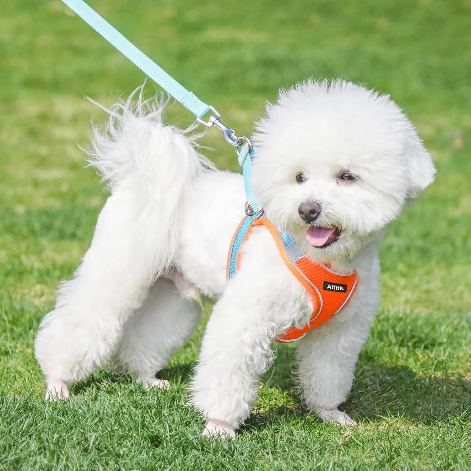 AIITLE Dog Harness, Spring No-Pull Cat Harness with a Leash, Adjustable Reflective Dog Vest, Cat Harness Escape Proof, Outdoor Walking, Camping for Extra Small Dogs and House Cats Orange XXXS