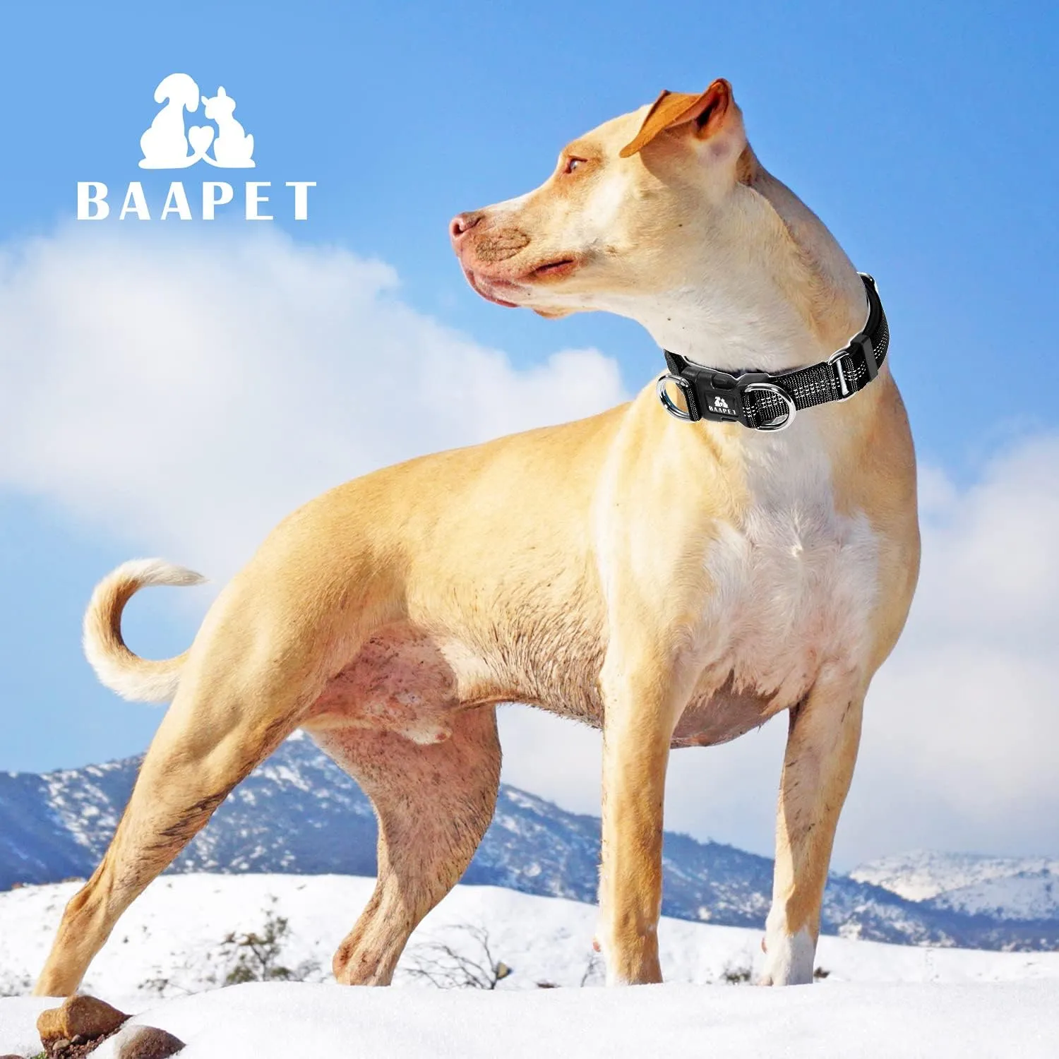 BAAPET Comfortable Dog Collar with Double Security Dual D-Ring and ID Tag Hanger for Small Puppy, Medium and Large Dogs (XS - 3/4" x (9"-13"), Black)