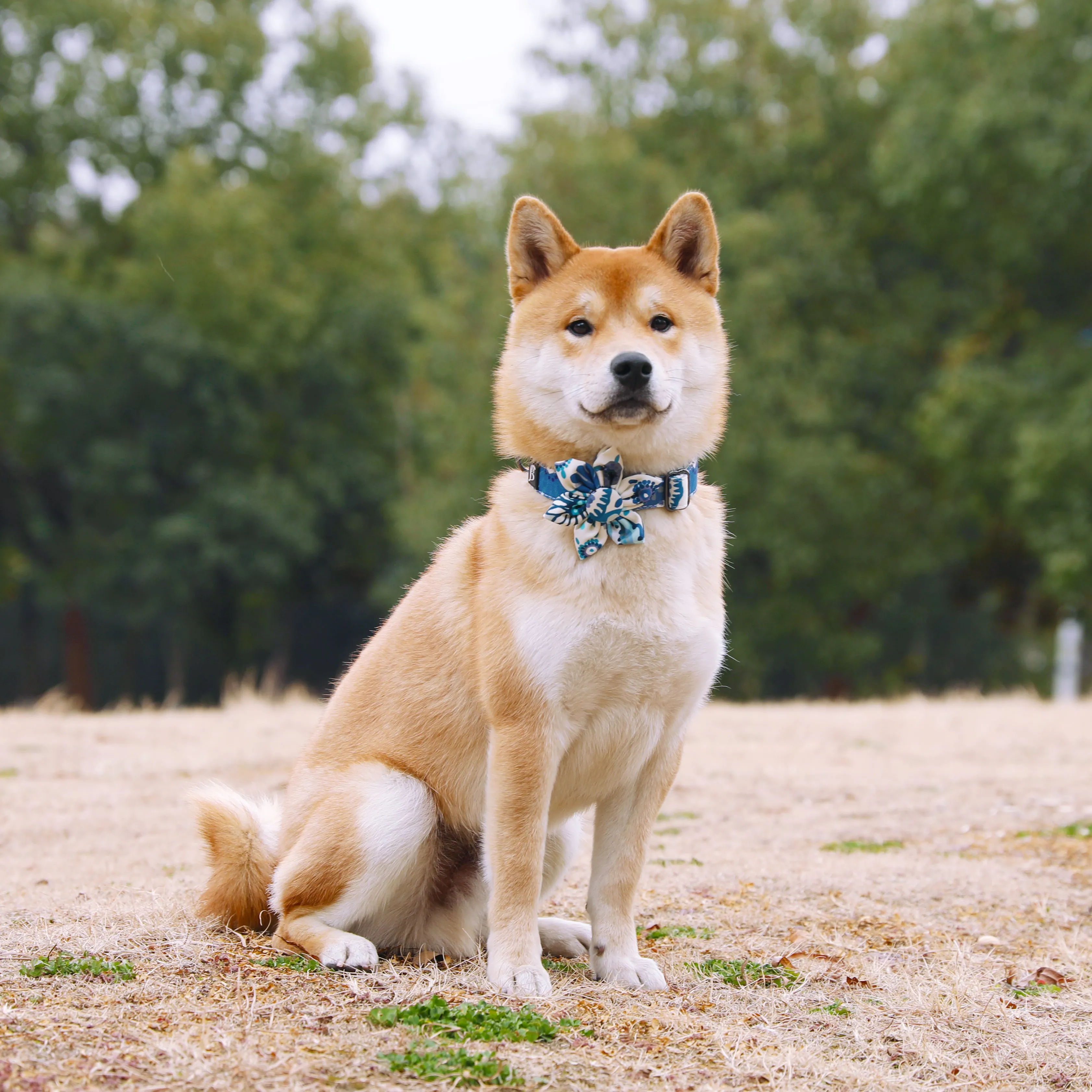 Blue Daisy Dog Collar with Flower