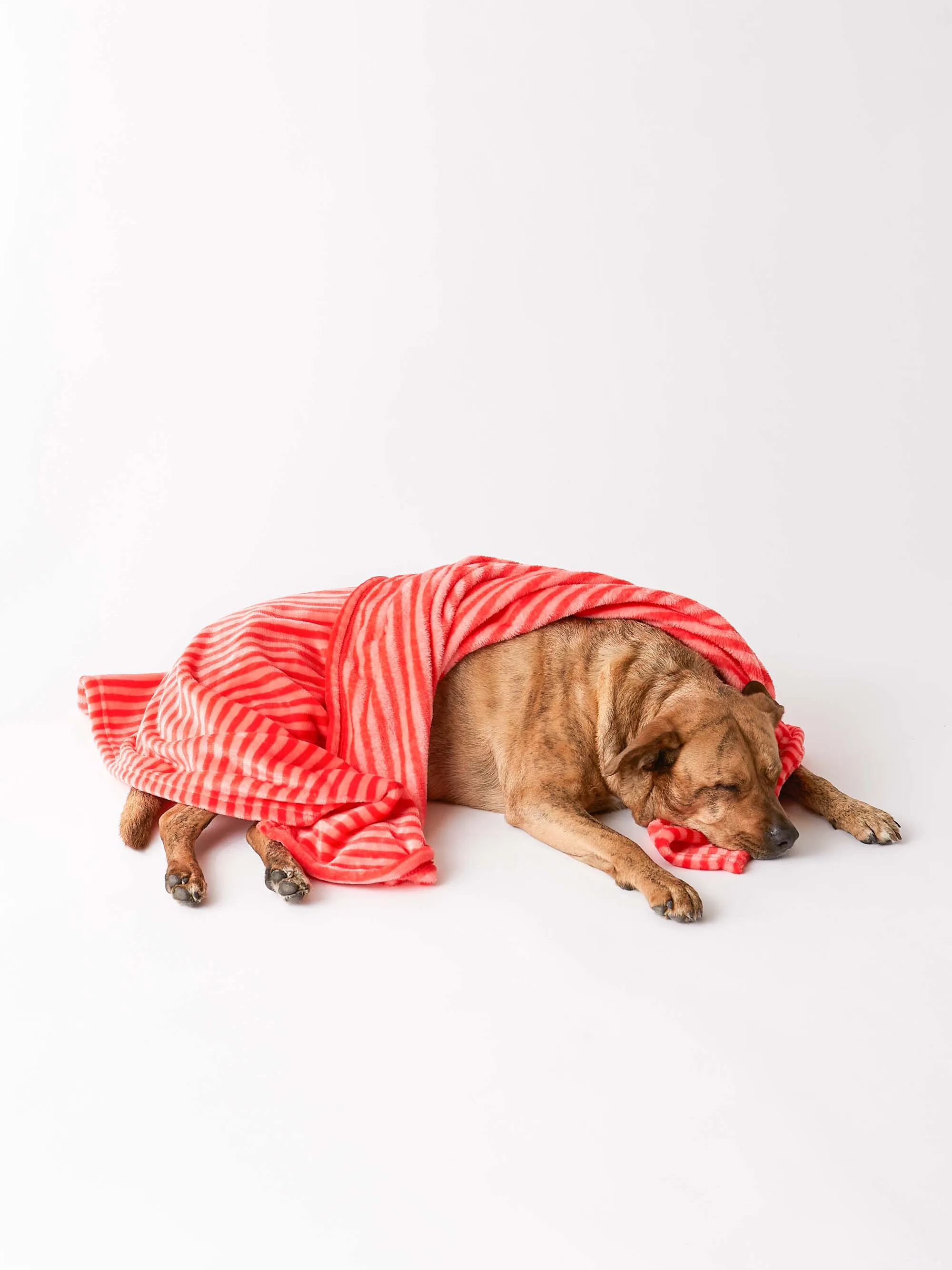 Bone Dry Fleece Pet Blanket, Embossed Bone Print, Red - 36x48"