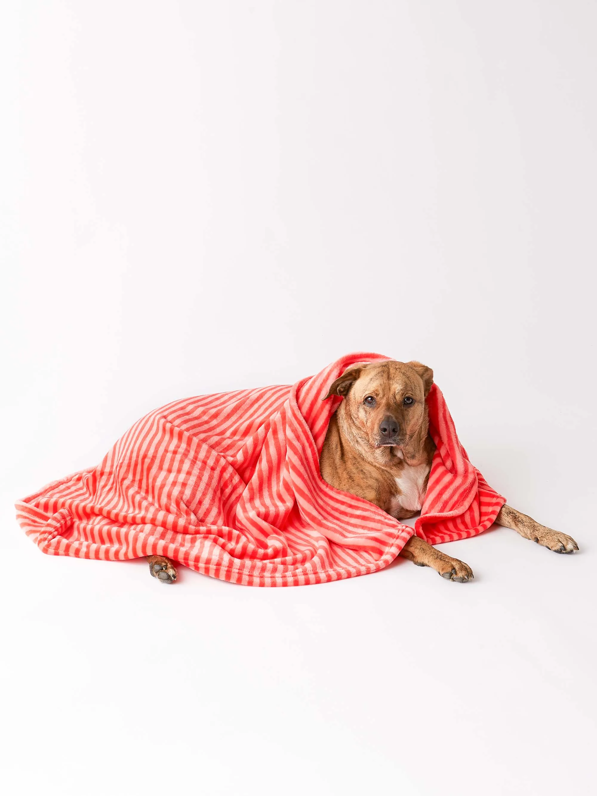 Bone Dry Fleece Pet Blanket, Embossed Bone Print, Red - 36x48"