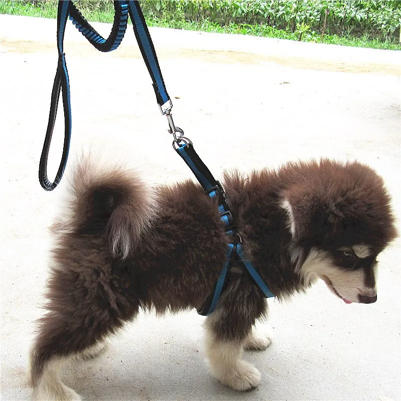 Bungee Dog Harness Leash