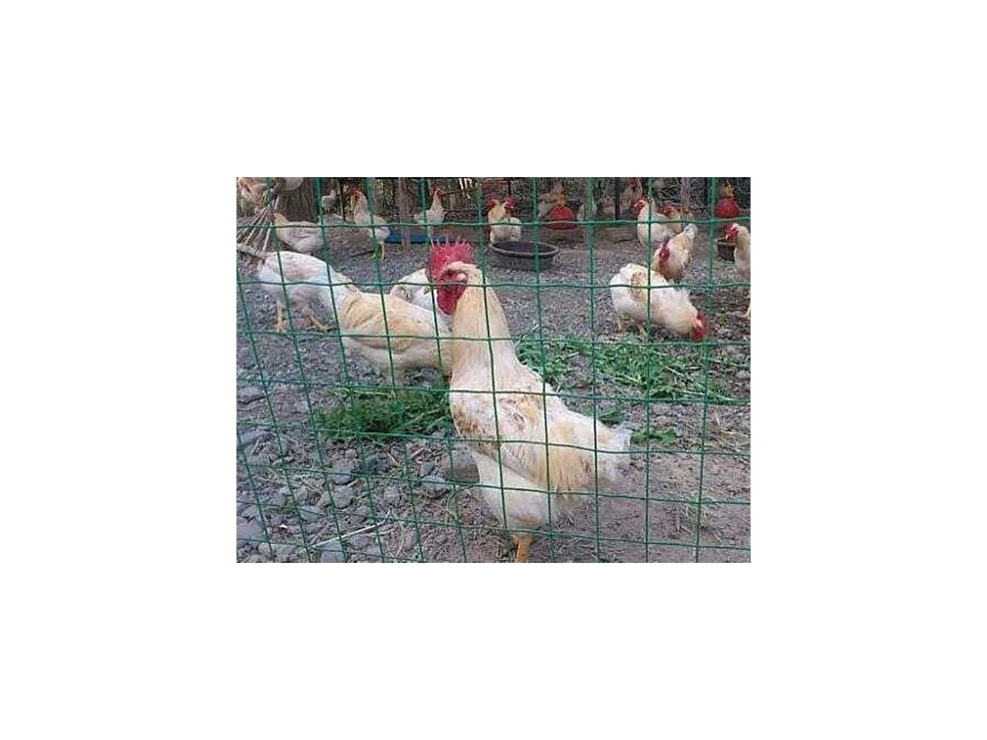 Fencing 1.8x30m PVC Coated Wire Netting Fence