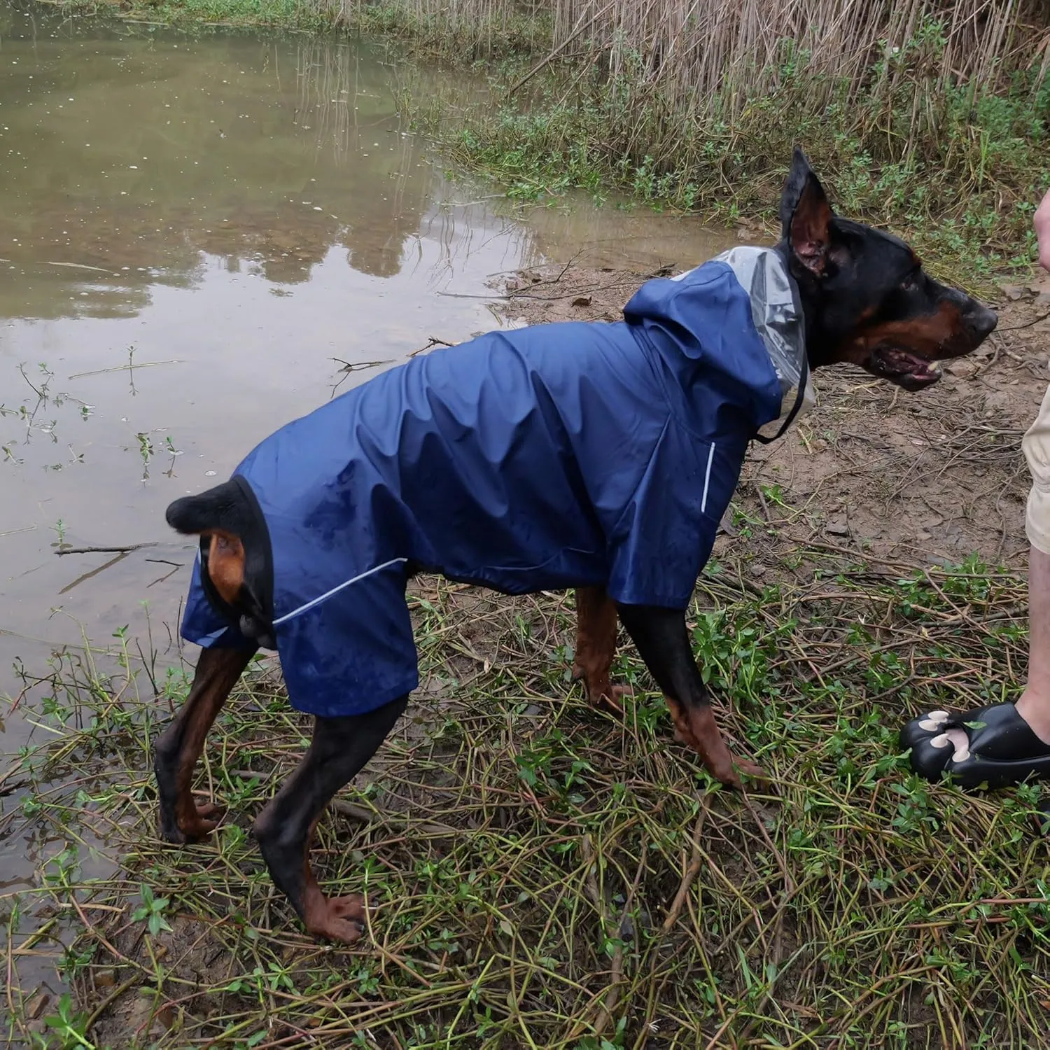 Four-Legged Full Coverage Waterproof Dog Raincoat with Reflective Features Pet Raincoats for Large Medium Small Dogs Navy Blue L