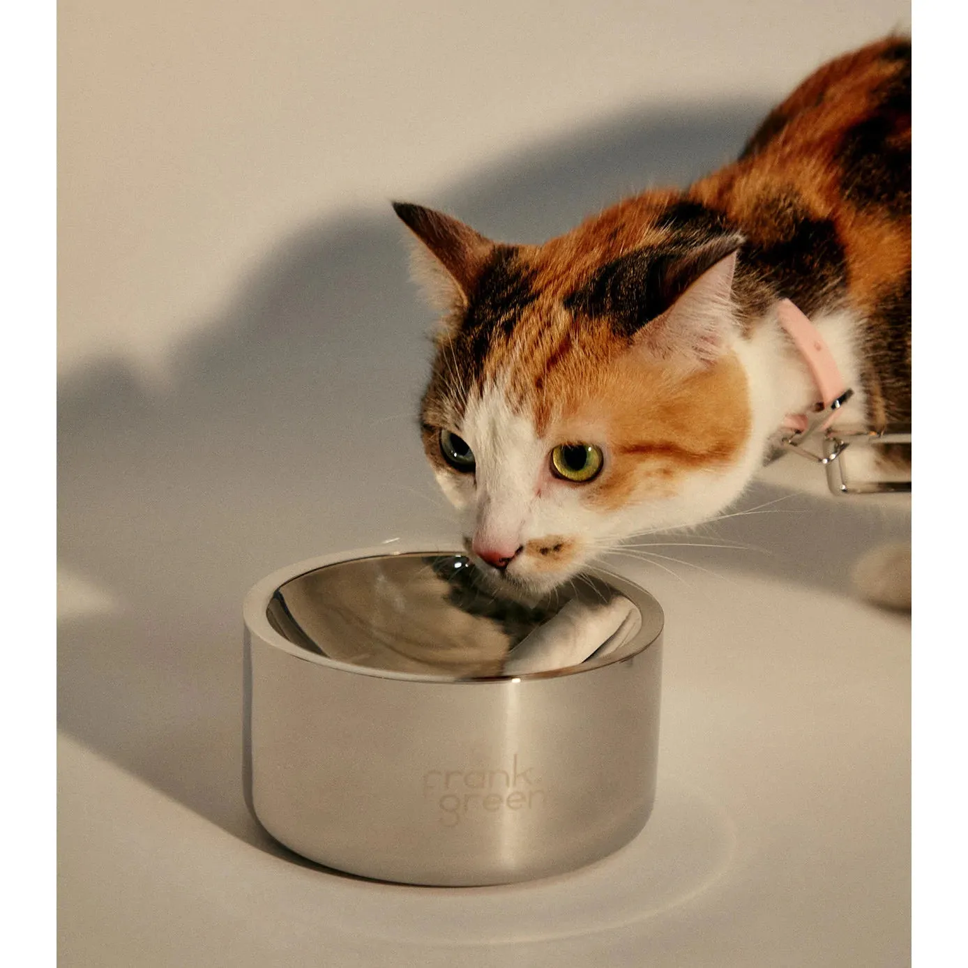 frank green Stainless Steel Dog Bowl Small