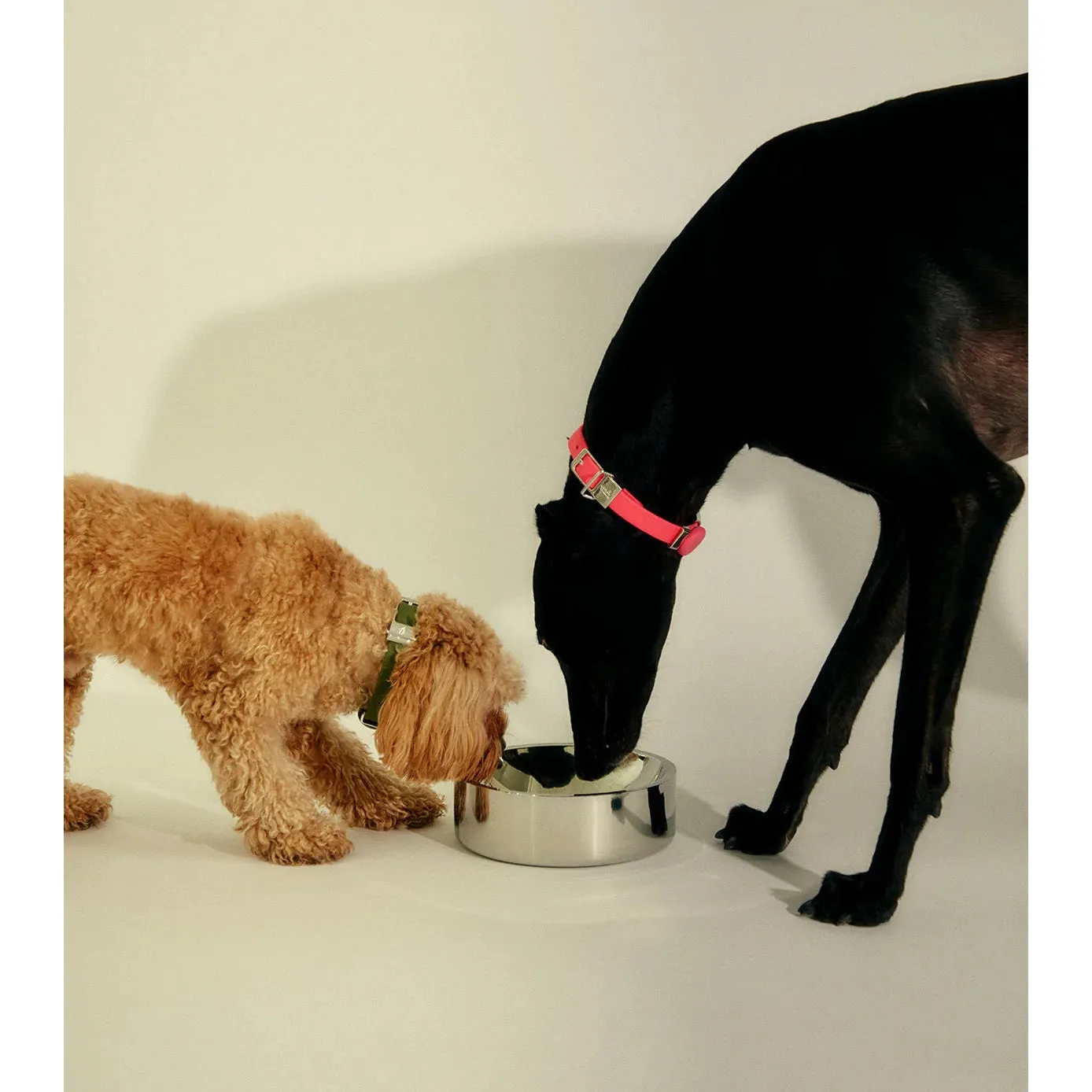 frank green Stainless Steel Dog Bowl Small