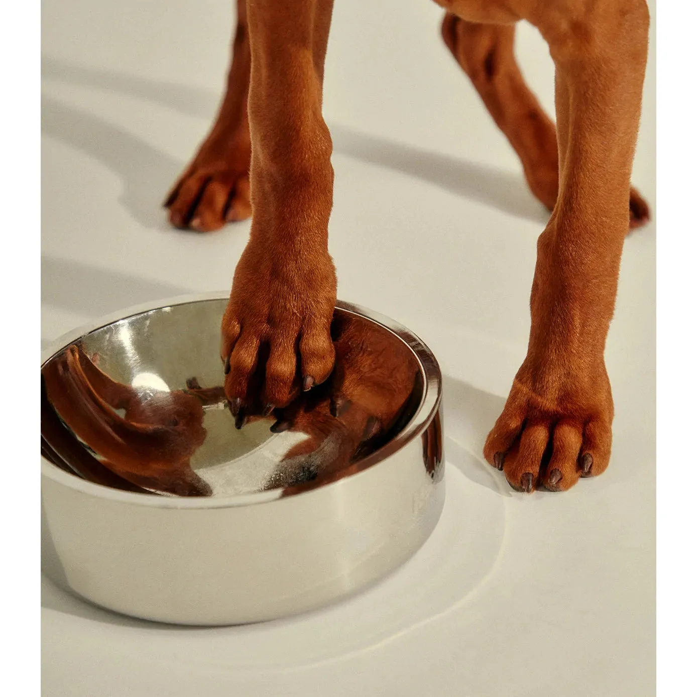 frank green Stainless Steel Dog Bowl Small