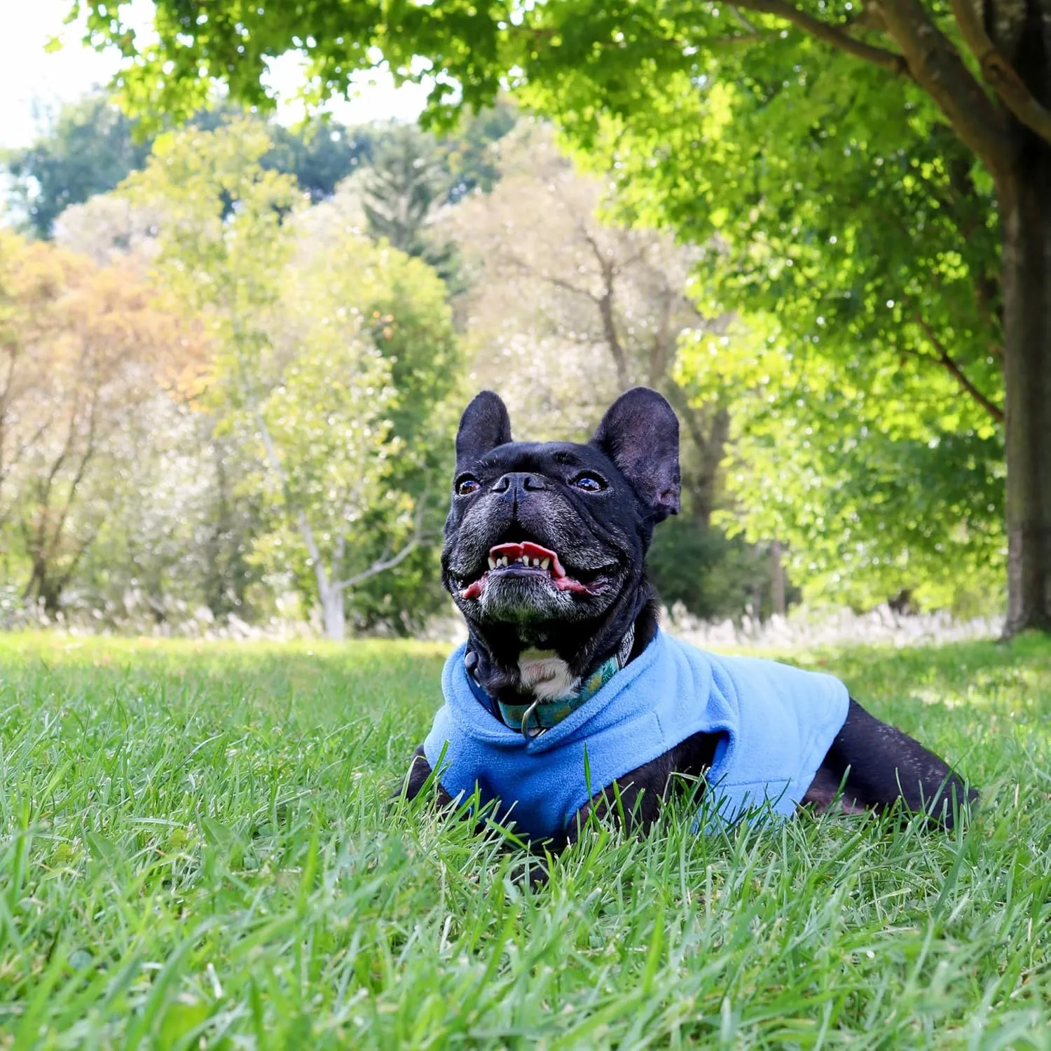 JACKO & CO - Fleece Vest Sweater with Leash Ring - Soft Lightweight Breathable for Puppies Small Medium Dogs, Kitten, Cats, Chihuahua - Warm for Fall/Autumn/Winter (Blue, X-Large 17-25lbs)