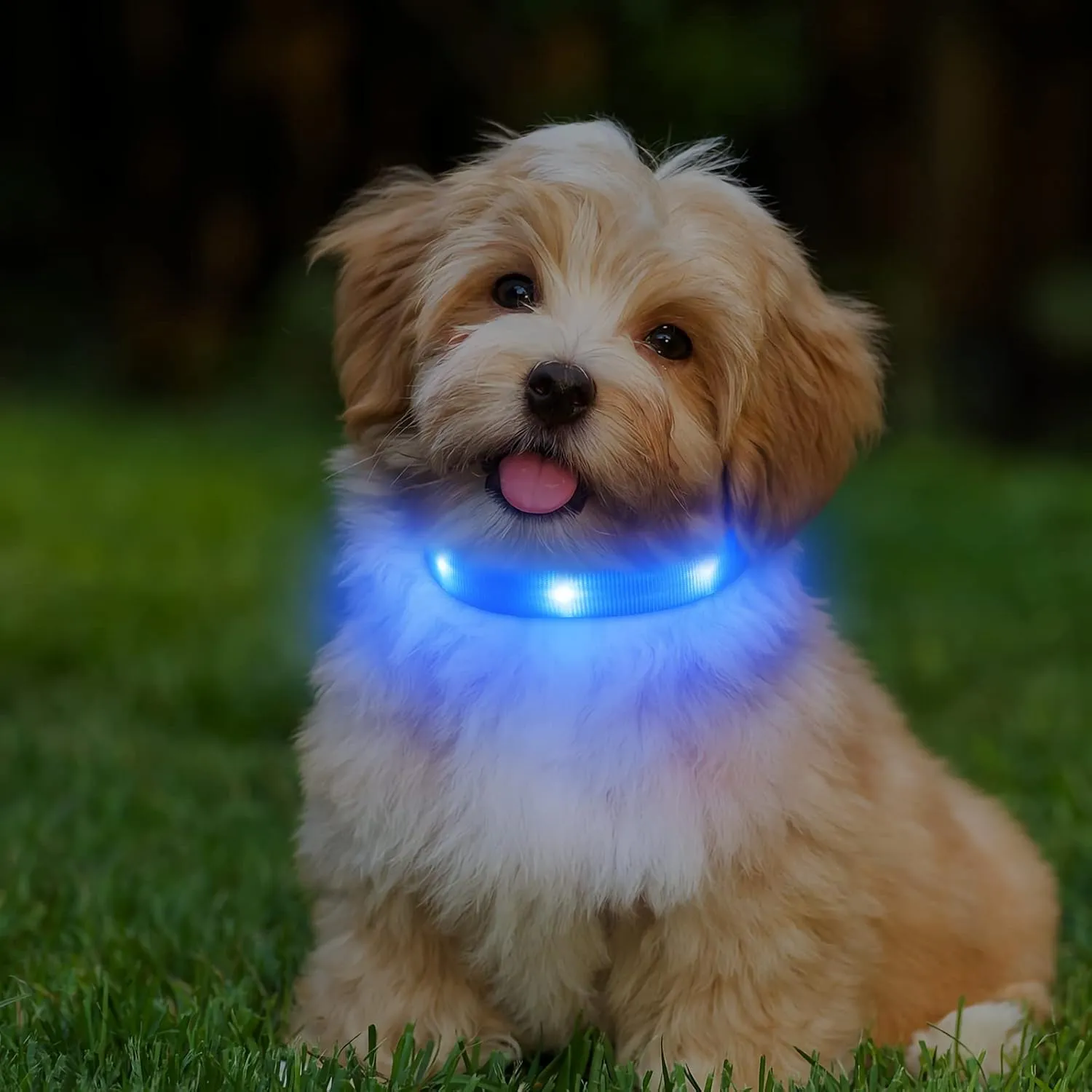 Led Dog Collar, USB Rechargeable Light Up Dog Collars for Small Dogs&Large Cats, Glowing Pet Dog Collar for Night Safety Water Resistant Lighted Puppy Collar (Blue, 9-12.6 Inches)