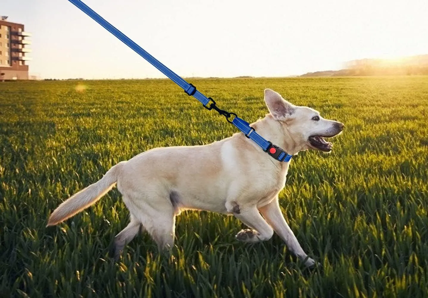 Martingale Dog Collar and Leash Set Martingale Collars for Dogs Reflective Martingale Collar for Small Medium Large Dogs(Blue&S)