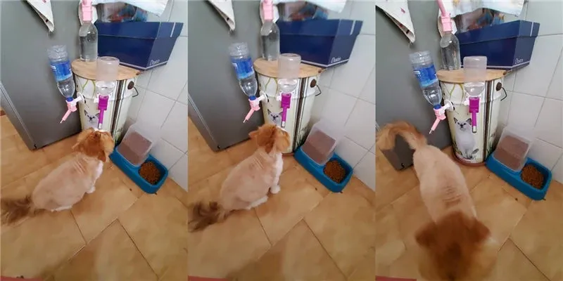 Pet Water Dispenser Nozzle for Dogs and Cats - Leak-Proof, Automatic Drinking Fountain