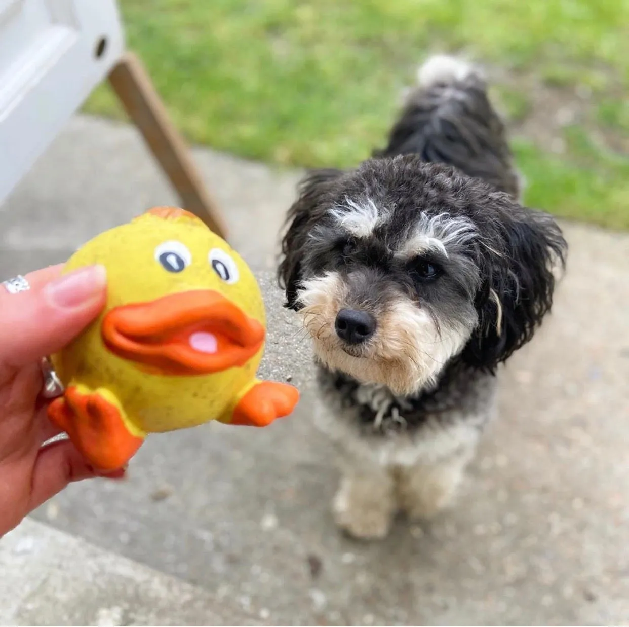 Squeaky Latex Animal Toy Dog Balls