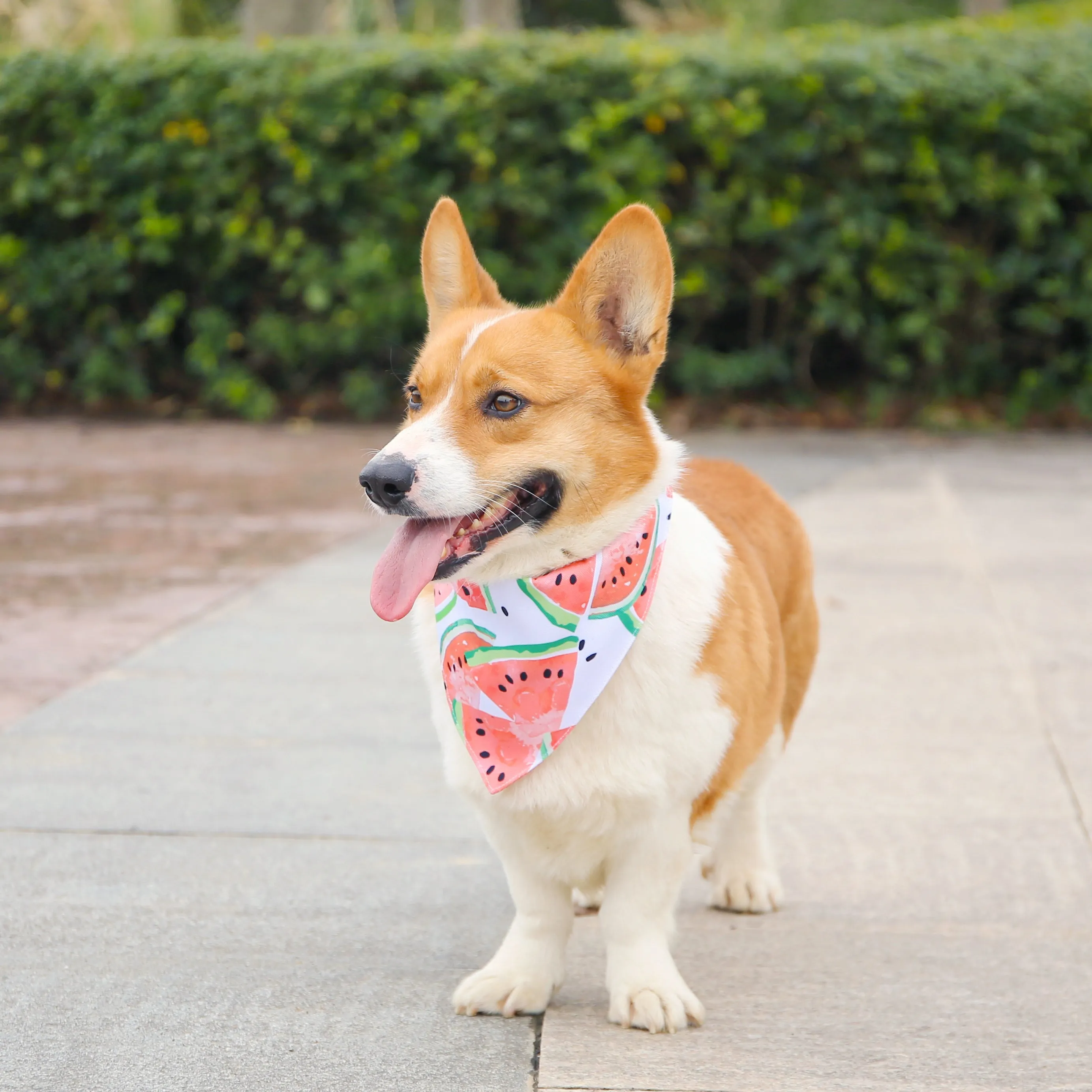 Watermelon Dog Collar Bandana